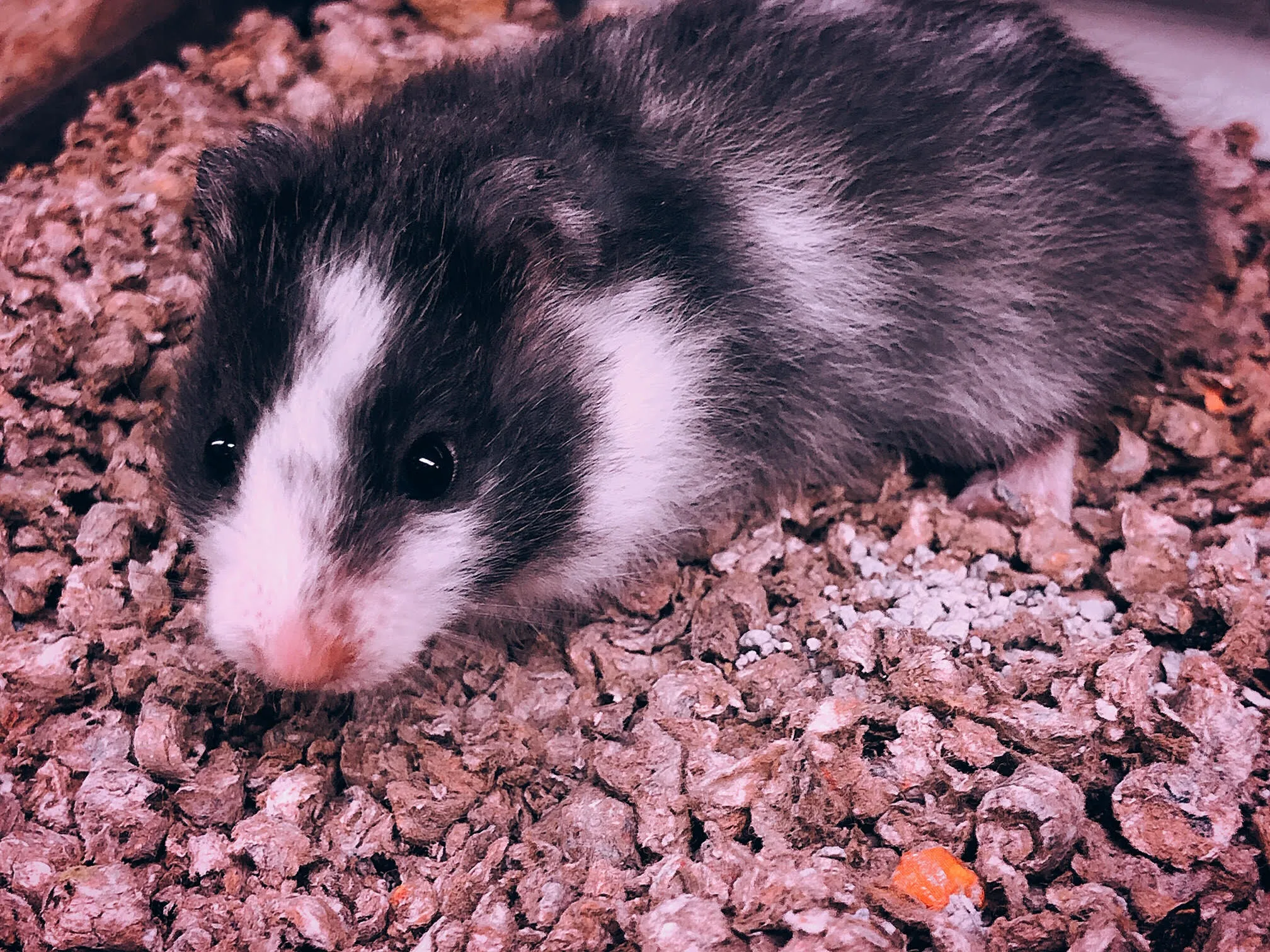 Hamster Long Hair