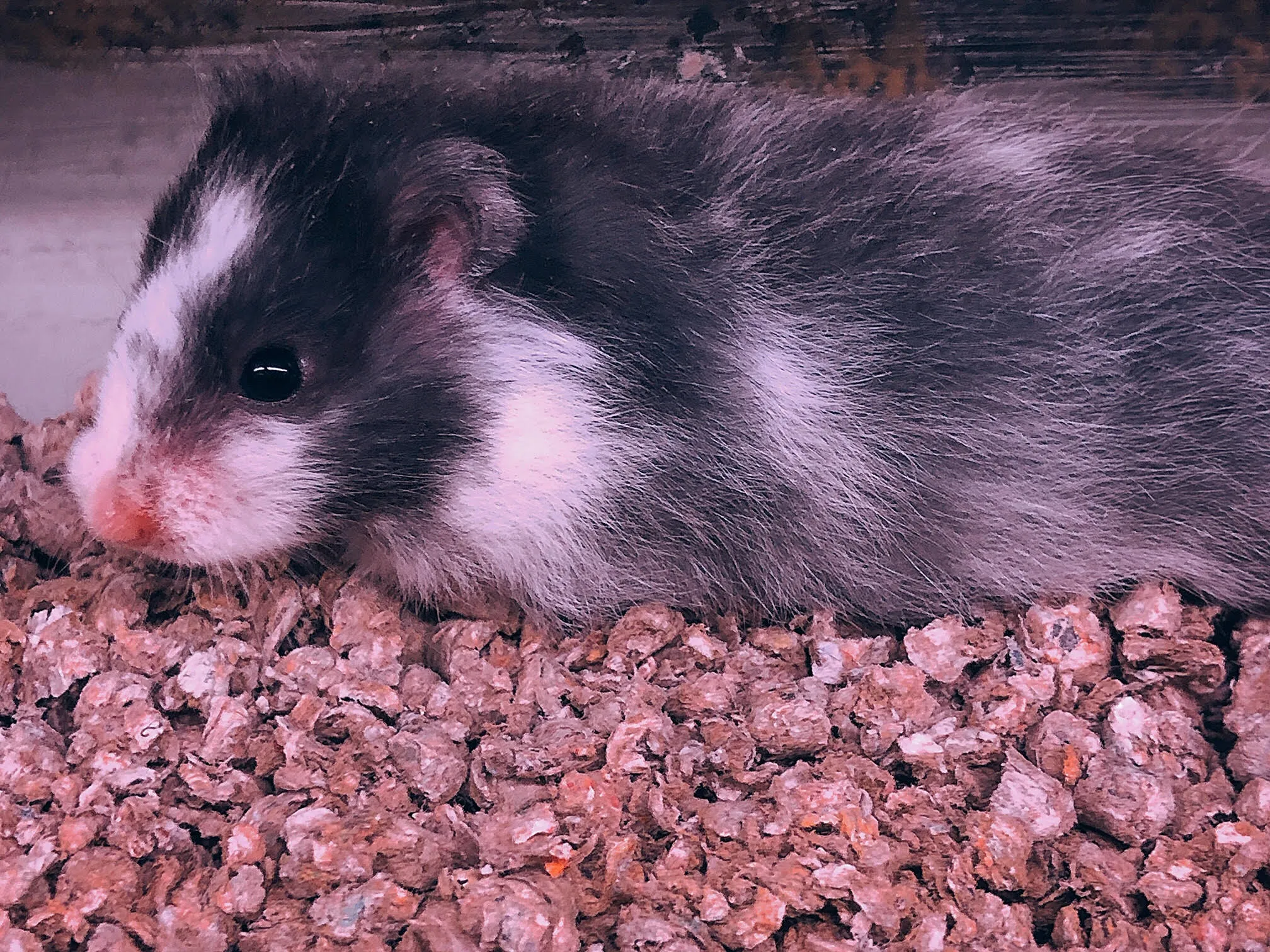 Hamster Long Hair